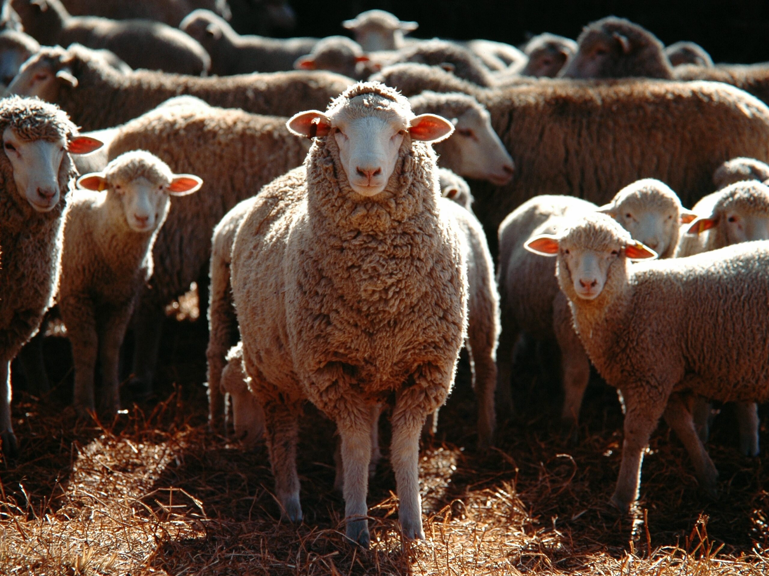 selective-focus-shot-bunch-domestic-sheep (1)