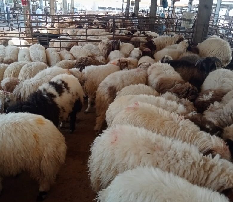 Guide to slaughter animals in Kuwait: the best types and services